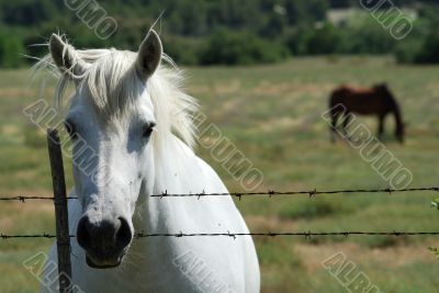White Horse 2