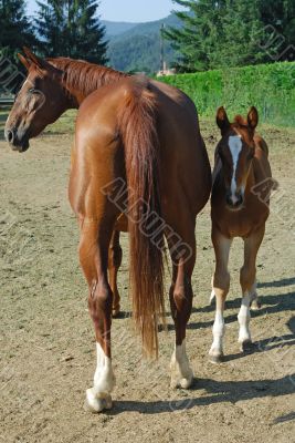 Horses 2