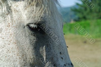 Horses 3