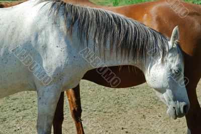 Horses 4