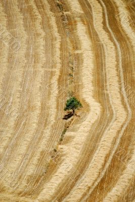 Cervera 10 - Tree and fields