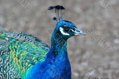 Peacock