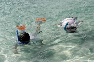 snorkeling at the great barrier reef