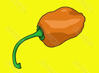 habanero pepper illustration