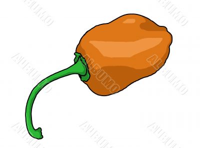 habanero pepper illustration