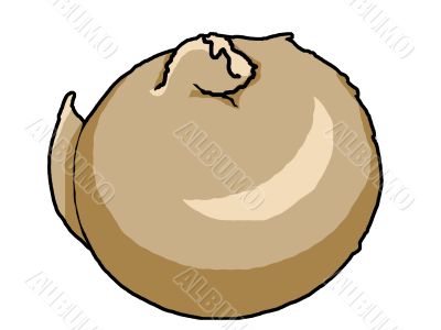Onion Illustration