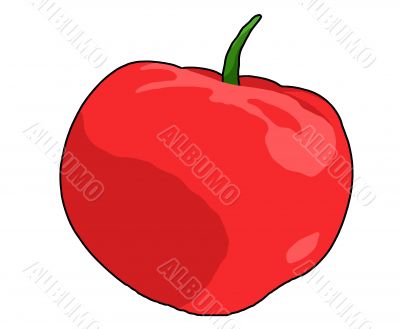 Tomato Illustration
