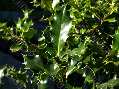 holly