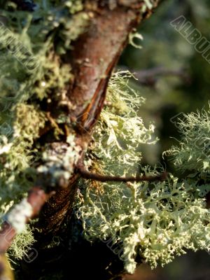 moss covered branch