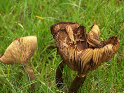 mushrooms