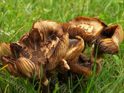 mushrooms