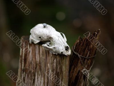 old raccoon skull