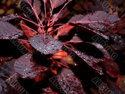 red leaves