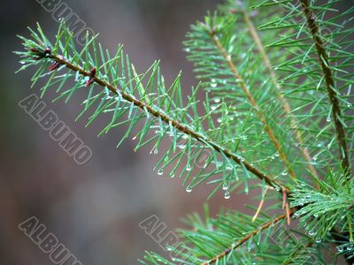 pineneedles