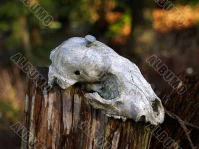 old raccoon skull