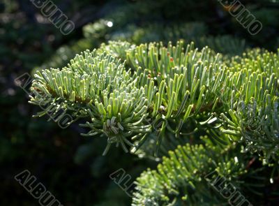 pineneedles