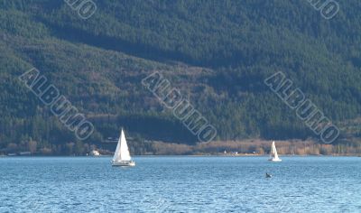 sailboats