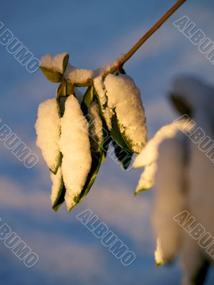 snow covered leaves