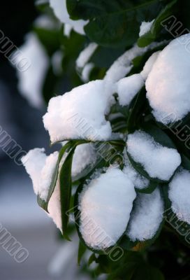 snow covered leaves