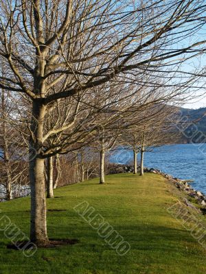 trees at the marina