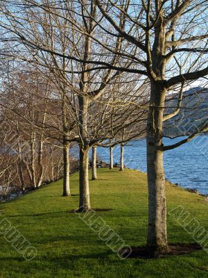 trees at the marina