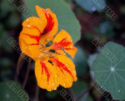 yellow wildflower