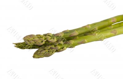 Three Asparagus Shoots