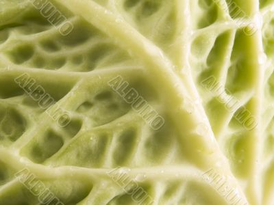 cabbage close up