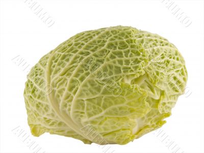 cabbage close up