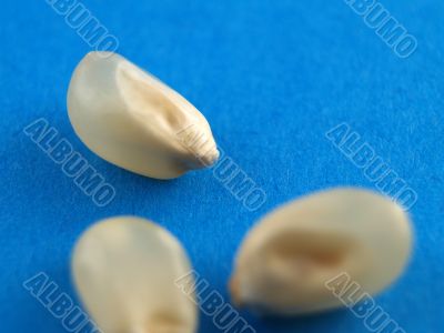 white corn kernels