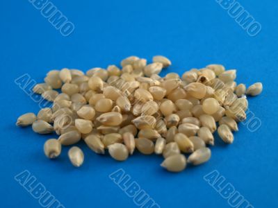 white corn kernels