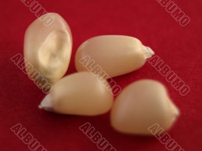 white corn kernels