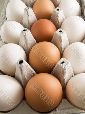 brown and white eggs