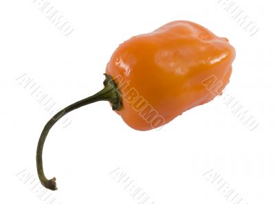 habanera pepper