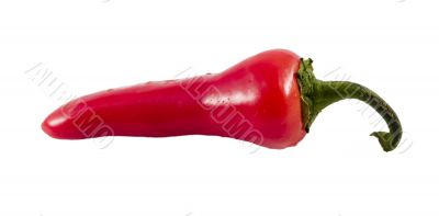 red hot chili pepper