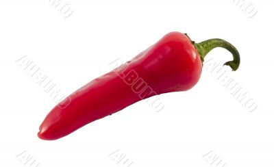 red hot chili pepper