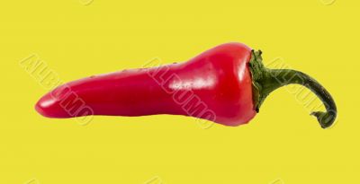 red hot chili pepper