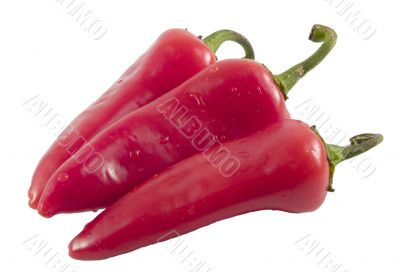 red hot chili peppera