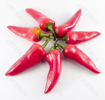 sun pepper