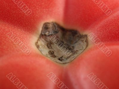 tomato