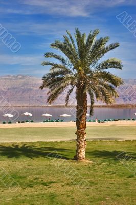 Long shadow from a palm tree.