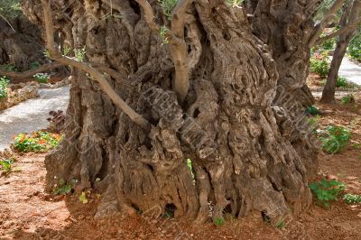 The most ancient tree.