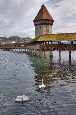 Two swans
