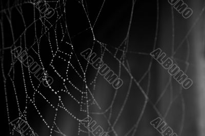 Spider Web