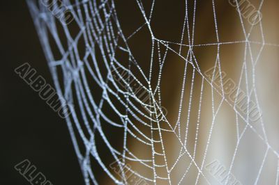 Spider Web