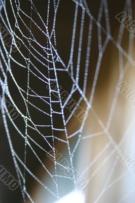 Spider Web