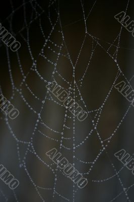 Spider Web