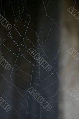 Spider Web