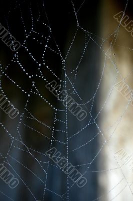 Spider Web