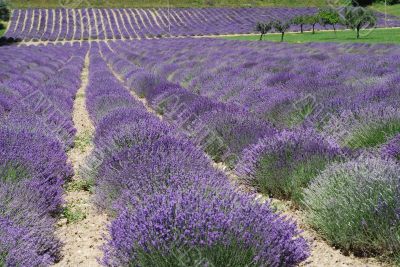 Demonte - Lavanda